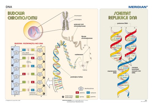 Podstawy genetyki DNA