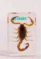 Skorpion - preparat EDUKO