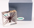 Tarantula - preparat EDUKO
