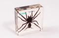Tarantula - preparat EDUKO