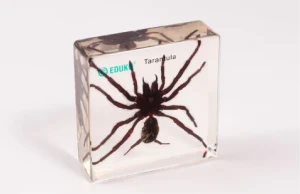 Tarantula - preparat EDUKO
