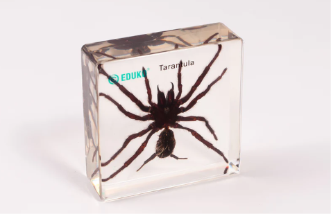 Tarantula - preparat EDUKO