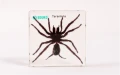Tarantula - preparat EDUKO