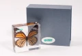 Motyl - preparat EDUKO