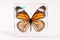 Motyl - preparat EDUKO