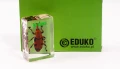 Ryjkowiec - chrząszcz - preparat EDUKO