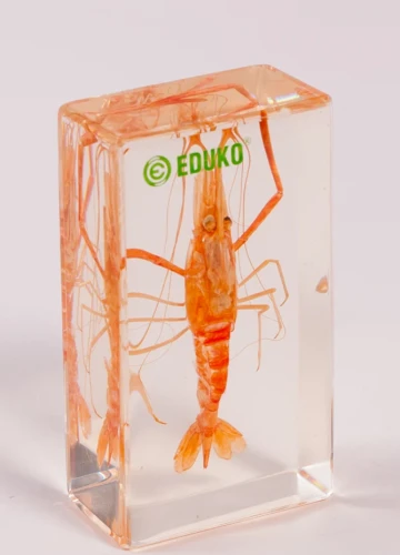 Krewetka - preparat EDUKO
