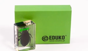 Pływak - chrząszcz - preparat EDUKO