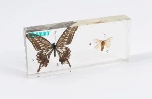 Motyl i ćma - porównanie - preparat EDUKO