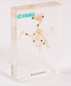 Ptak - szkielet EDUKO
