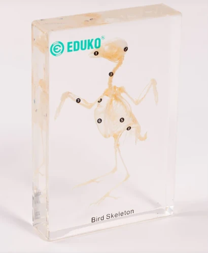 Ptak - szkielet EDUKO