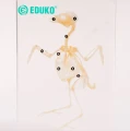 Ptak - szkielet EDUKO