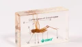 Konik polny - budowa - preparat EDUKO