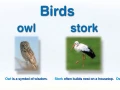 Wild animals
