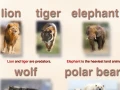 Wild animals