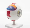 Model oka - 6x powiększenie, 7 części 