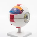 Model oka - 6x powiększenie, 7 części 