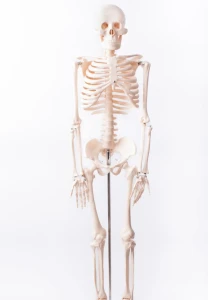 Szkielet człowieka z mostkiem 85 cm