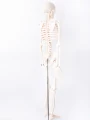 Szkielet człowieka z mostkiem 85 cm