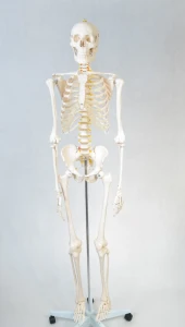 Szkielet człowieka 170 cm - model anatomiczny
