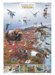 Tundra- zwierzęta w środowisku