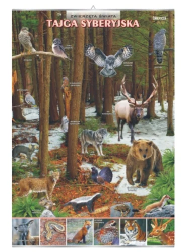 Tajga syberyjska – zwierzęta w środowisku
