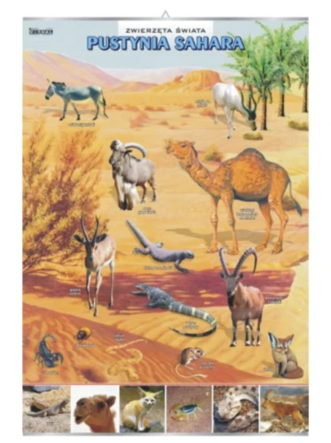 Pustynia Sahara – zwierzęta w środowisku