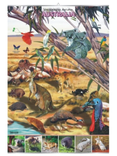 Australia – zwierzęta w środowisku