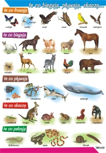 Te co biegają, pływają, skaczą - plansza edukacyjna