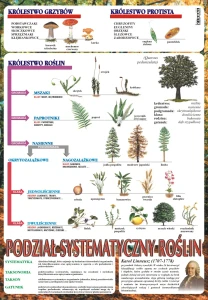 Systematyka roślin - plansza edukacyjna   