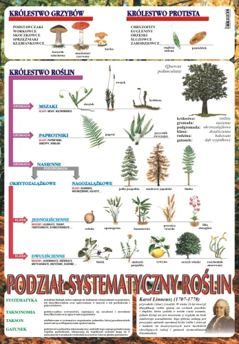 Systematyka roślin - plansza edukacyjna   