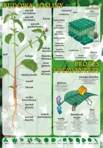Budowa rośliny, proces fotosyntezy - plansza edukacyjna