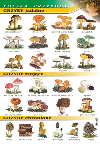 Grzyby: jadalne, trujące, chronione - plansza edukacyjna 