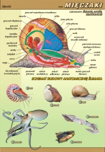 Mięczaki – budowa anatomiczna - plansza edukacyjna 