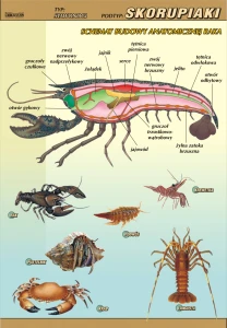 Skorupiaki – budowa anatomiczna - plansza edukacyjna  