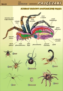 Pajęczaki – budowa anatomiczna - plansza edukacyjna 