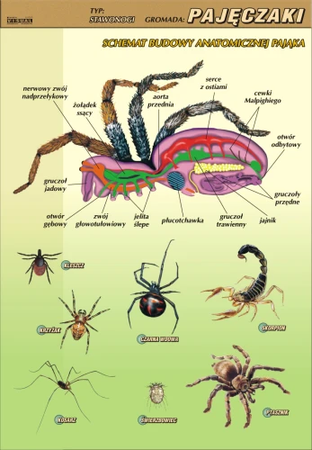 Pajęczaki – budowa anatomiczna - plansza edukacyjna 