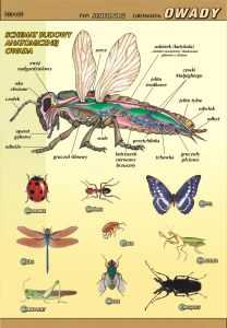 Owady – budowa anatomiczna - plansza edukacyjna 
