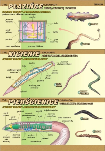 Płazińce, obleńce, pierścienice – budowa anatomiczna - plansza edukacyjna