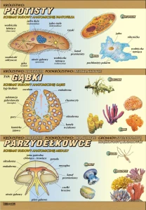 Pierwotniaki, gąbki, jamochłony – budowa anatomiczna - plansza edukacyjna