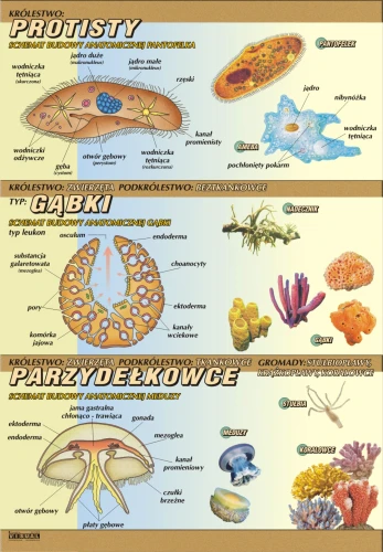 Pierwotniaki, gąbki, jamochłony – budowa anatomiczna - plansza edukacyjna