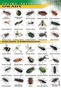 Owady - plansza edukacyjna