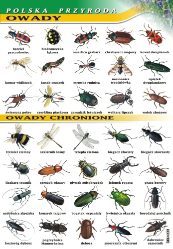 Owady - plansza edukacyjna