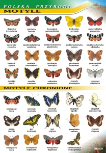 Motyle - plansza edukacyjna 