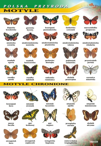 Motyle - plansza edukacyjna 
