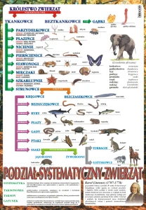 Systematyka królestwa zwierząt - plansza edukacyjna 