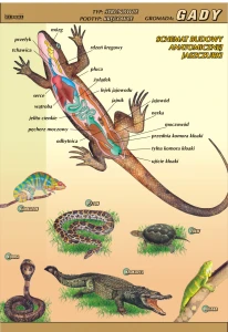 Gady – budowa anatomiczna - plansza edukacyjna