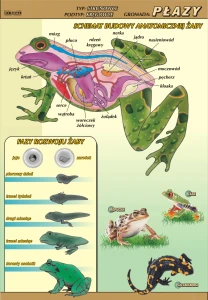 Płazy – budowa anatomiczna - plansza edukacyjna
