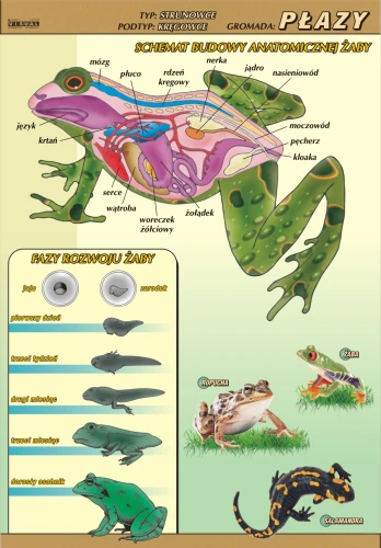 Płazy – budowa anatomiczna - plansza edukacyjna