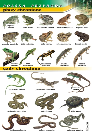 Płazy i gady chronione - plansza edukacyjna 